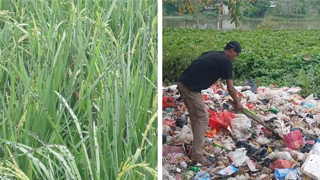 Gunungan Sampah Liar di Sukaringin Bikin Warga Murka, Lalat Hijau dan Bau Menyengat Ancam Kesehatan